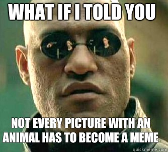 what if i told you Not every picture with an animal has to become a meme - what if i told you Not every picture with an animal has to become a meme  Matrix Morpheus