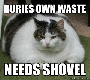 buries own waste needs shovel  Fat Cat