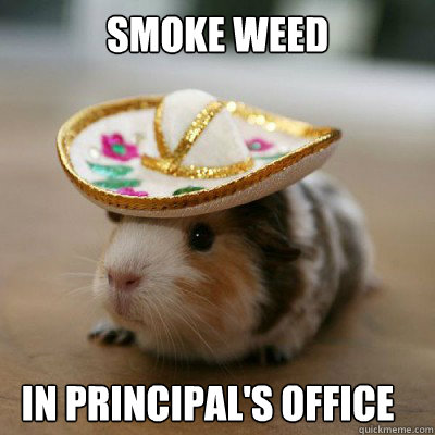 Smoke weed in principal's office - Smoke weed in principal's office  Bad Advice Hamster