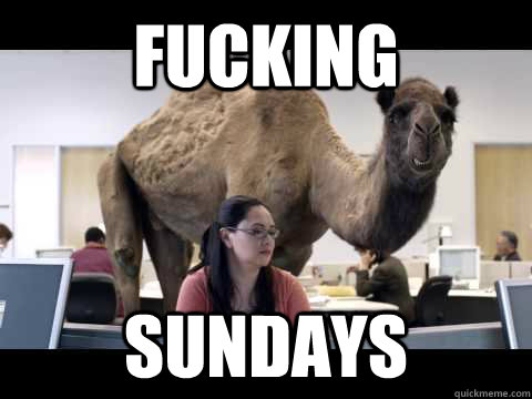 FUCKING SUNDAYS  Hump Day Camel