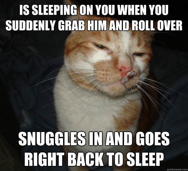 Is sleeping on you when you suddenly grab him and roll over snuggles in and goes right back to sleep  Cool Cat Craig