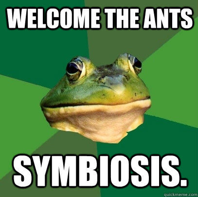 welcome the ants symbiosis.  Foul Bachelor Frog