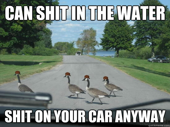 Can shit in the water shit on your car anyway  Scumbag Geese
