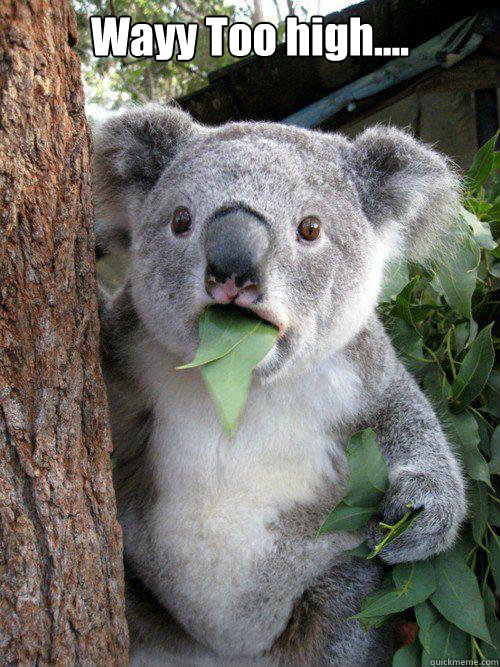 Wayy Too high....  - Wayy Too high....   Surprised Koala