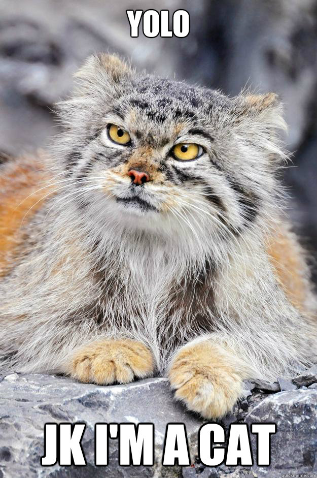 yolo jk I'm a cat  