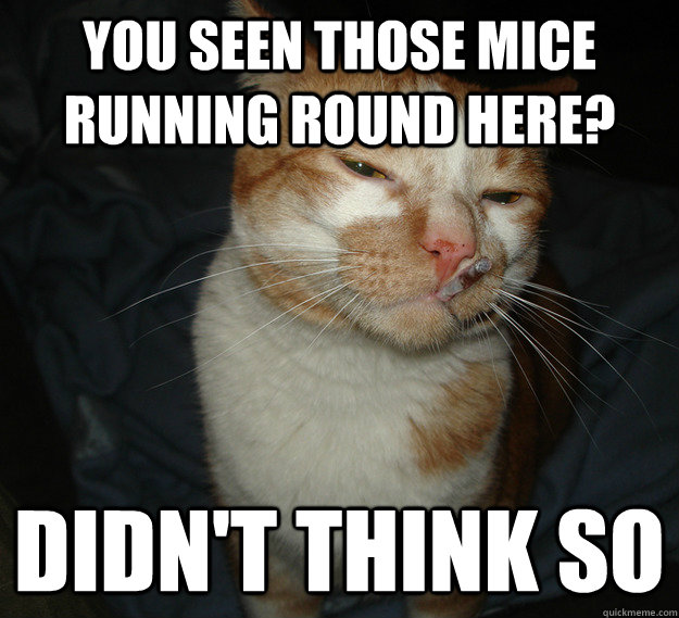 you seen those mice running round here? didn't think so  Cool Cat Craig