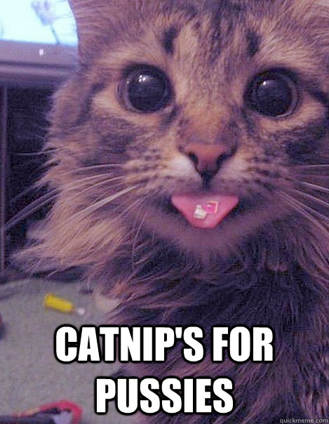  Catnip's for pussies  