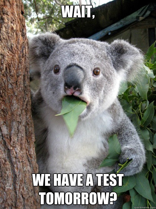 Wait, WE have a test tomorrow? - Wait, WE have a test tomorrow?  Confounded Koala