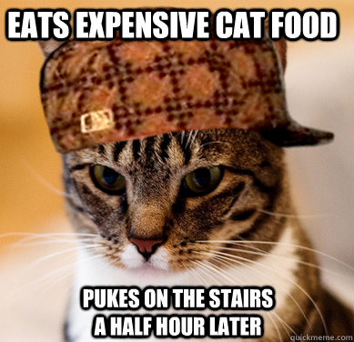 eats expensive cat food pukes on the stairs a half hour later   Scumbag Cat