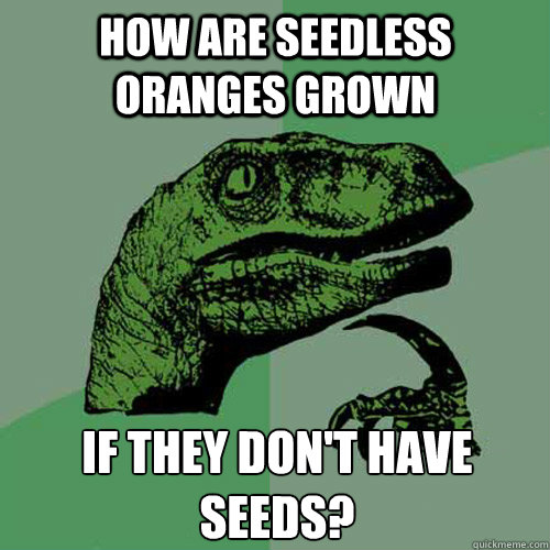 How are seedless oranges grown If they don't have seeds? - How are seedless oranges grown If they don't have seeds?  Philosoraptor