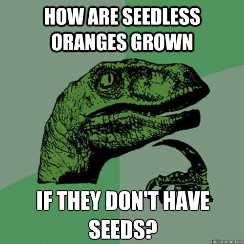 How are seedless oranges grown If they don't have seeds?  Philosoraptor