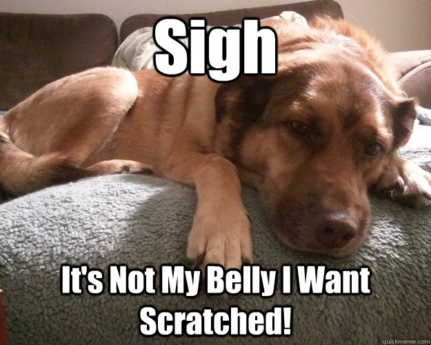 Sigh It's Not My Belly I Want Scratched!  First World Dog problems