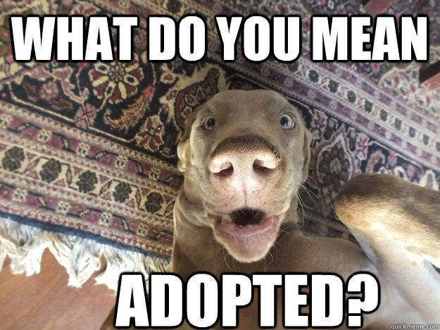 WHAT DO YOU MEAN adopted? - WHAT DO YOU MEAN adopted?  Misc