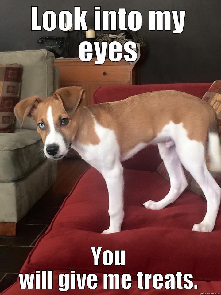 LOOK INTO MY EYES YOU WILL GIVE ME TREATS. Misc