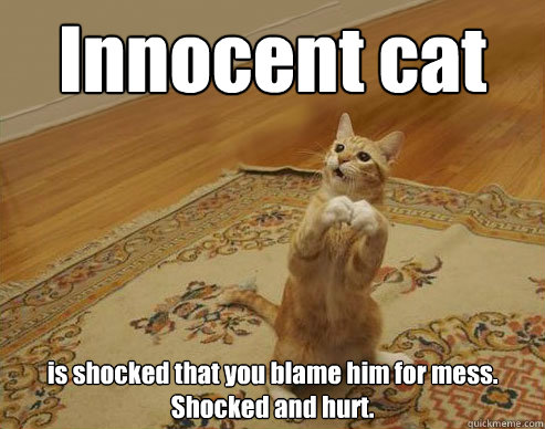 Innocent cat is shocked that you blame him for mess. Shocked and hurt. - Innocent cat is shocked that you blame him for mess. Shocked and hurt.  Innocent cat