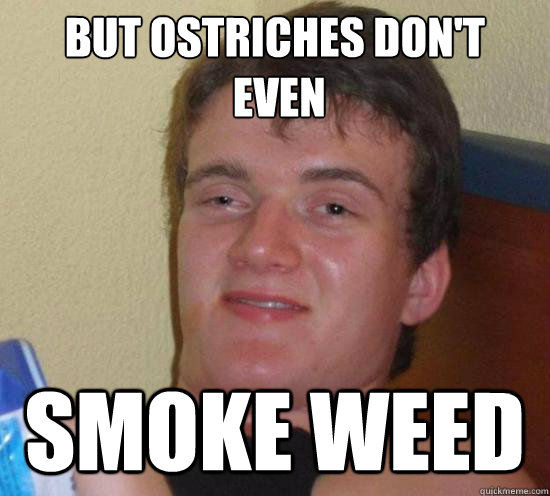But ostriches don't
 even smoke weed  Really High Guy