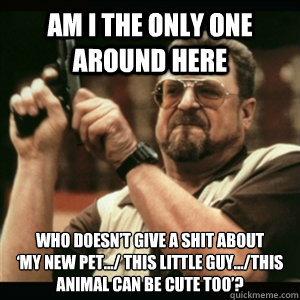 Am i the only one around here Who doesn’t give a shit about 
‘my new pet.../ this little guy.../this animal can be cute too’?  Am I The Only One Round Here