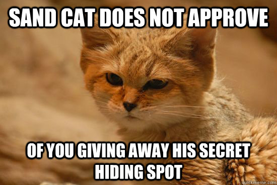 Sand Cat does not approve of you giving away his secret hiding spot - Sand Cat does not approve of you giving away his secret hiding spot  Sand Cat does not approve