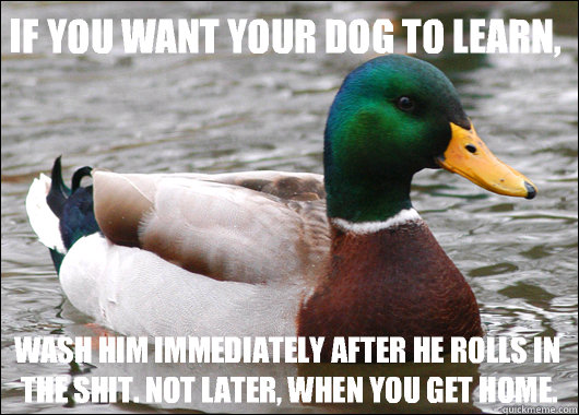 If you want your dog to learn, wash him immediately after he rolls in the Shit. Not later, when you get home.  Actual Advice Mallard