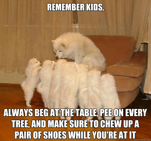 Remember kids, Always beg at the table, pee on every tree, and make sure to chew up a pair of shoes while you're at it - Remember kids, Always beg at the table, pee on every tree, and make sure to chew up a pair of shoes while you're at it  Misc