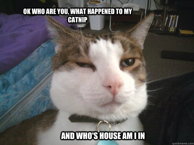 Ok who are you, what happened to my catnip and who's house am I in - Ok who are you, what happened to my catnip and who's house am I in  stoned kitty