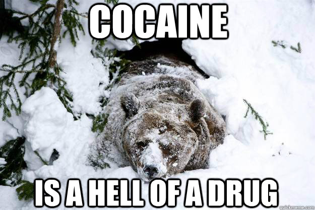 cocaine is a hell of a drug - cocaine is a hell of a drug  Coke Head Bear