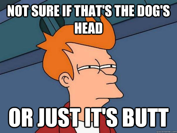 Not sure if that's the dog's head Or just it's butt  Futurama Fry