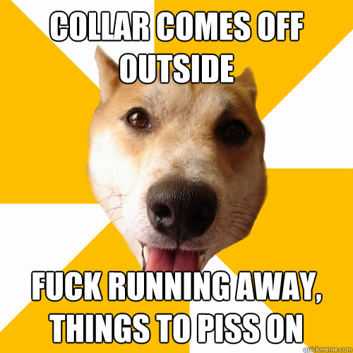 COLLAR COMES OFF OUTSIDE FUCK RUNNING AWAY, THINGS TO PISS ON - COLLAR COMES OFF OUTSIDE FUCK RUNNING AWAY, THINGS TO PISS ON  Territorial Shiba Inu
