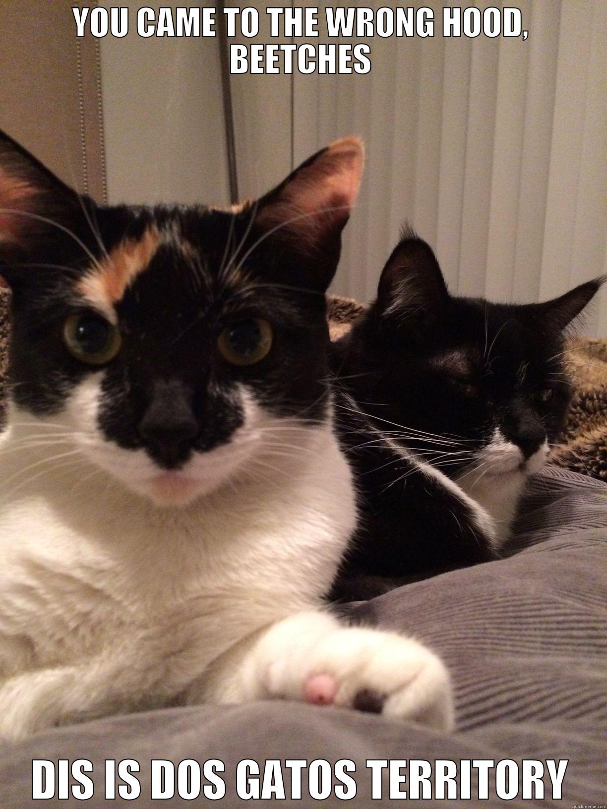 YOU CAME TO THE WRONG HOOD, BEETCHES DIS IS DOS GATOS TERRITORY Misc