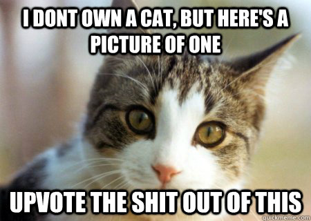 i dont own a cat, but here's a picture of one upvote the shit out of this - i dont own a cat, but here's a picture of one upvote the shit out of this  Frontpage Cat