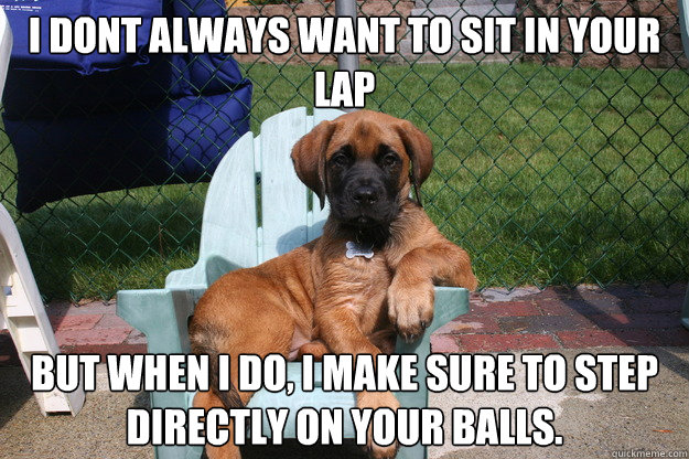 i dont always want to sit in your lap but when i do, i make sure to step directly on your balls.  The Most Interesting Dog in the World