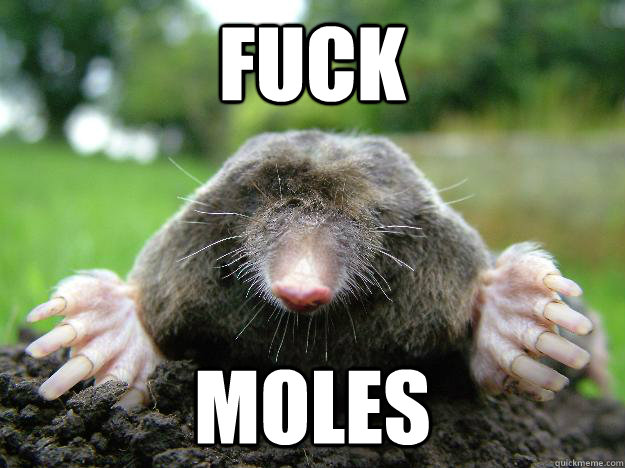 fuck moles - fuck moles  Misc