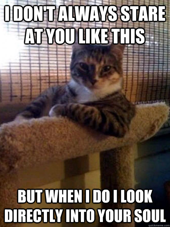 I don't always stare at you like this but when i do i look directly into your soul  The Most Interesting Cat in the World
