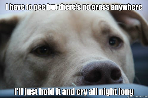 I have to pee but there's no grass anywhere I'll just hold it and cry all night long - I have to pee but there's no grass anywhere I'll just hold it and cry all night long  Misc