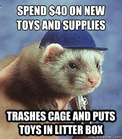 Spend $40 on new toys and supplies trashes cage and puts toys in litter box  