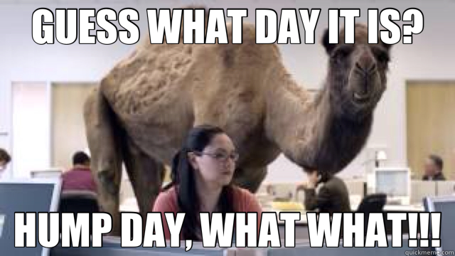 GUESS WHAT DAY IT IS? HUMP DAY, WHAT WHAT!!! - GUESS WHAT DAY IT IS? HUMP DAY, WHAT WHAT!!!  camel