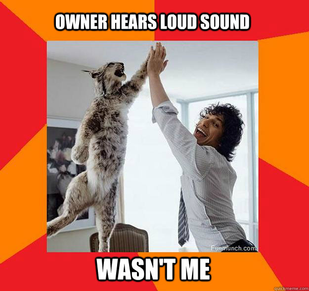 Owner hears loud sound Wasn't me  Success Cat