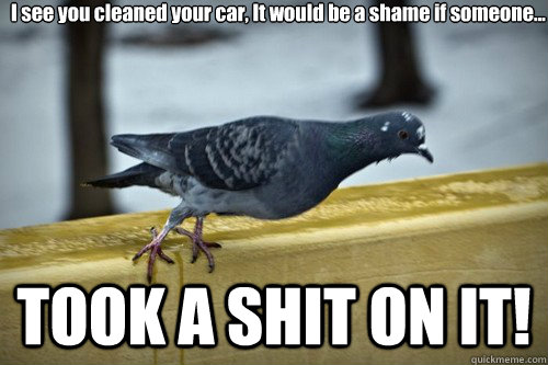 TOOK A SHIT ON IT! I see you cleaned your car, It would be a shame if someone...  