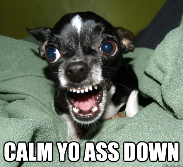  Calm yo ass down  Chihuahua Logic