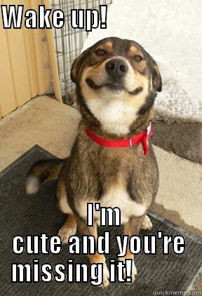 WAKE UP!                         I'M CUTE AND YOU'RE MISSING IT!            Good Dog Greg