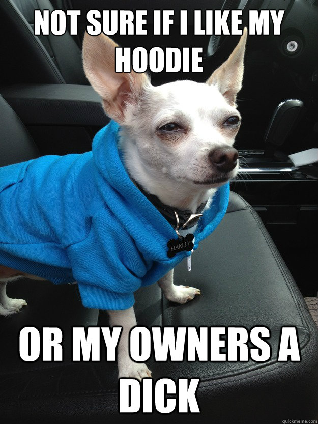 Not Sure if I like my hoodie Or my owners a dick  Cynical Chihuahua