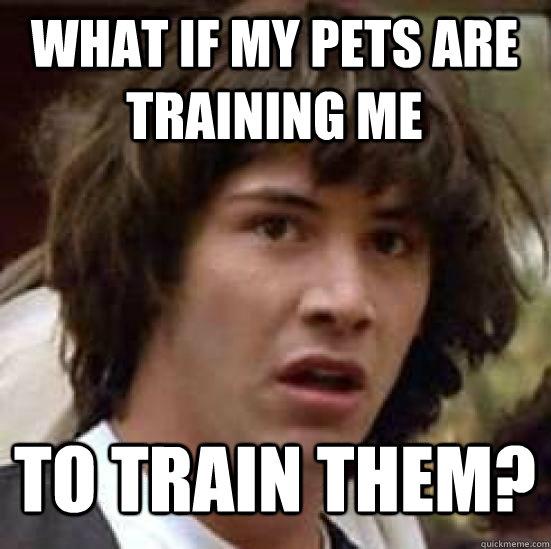 What if my pets are training me to train them?  