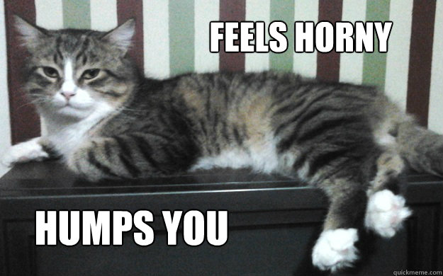 feels horny humps you  Bossy Cat