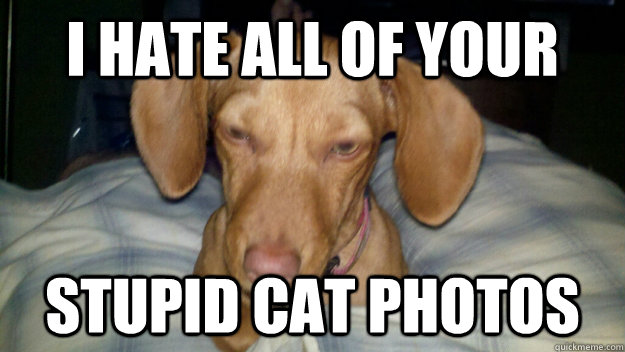 I hate all of your Stupid cat photos - I hate all of your Stupid cat photos  Misc