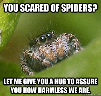 you scared of spiders? let me give you a hug to assure you how harmless we are. - you scared of spiders? let me give you a hug to assure you how harmless we are.  Misunderstood Spider