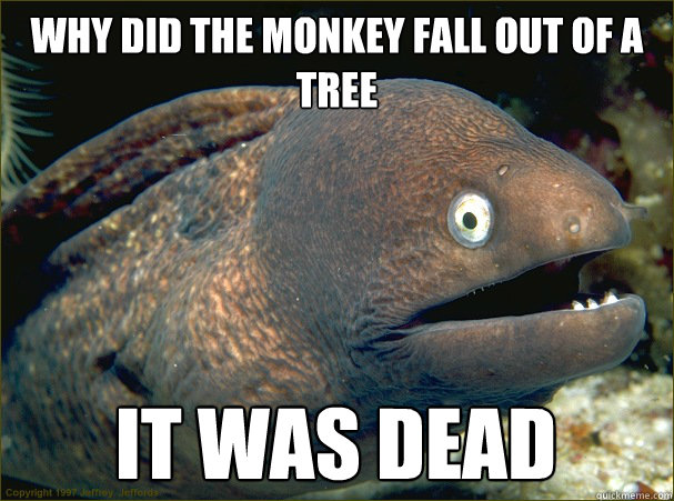Why did the monkey fall out of a tree It was dead  Bad Joke Eel