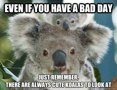 Even if you have a bad day  just remember, 
there are ALWAYS cute koalas to look at  - Even if you have a bad day  just remember, 
there are ALWAYS cute koalas to look at   Jakes Meme