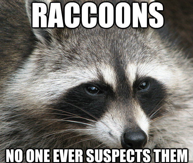 RACCOONS No one ever suspects them  Sly Raccoon