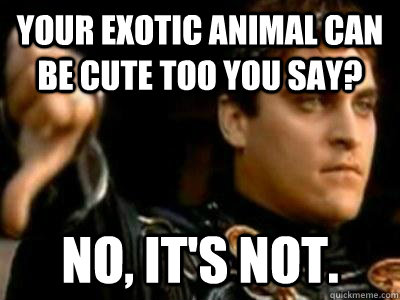 Your exotic animal can be cute too you say? No, it's not.  Downvoting Roman