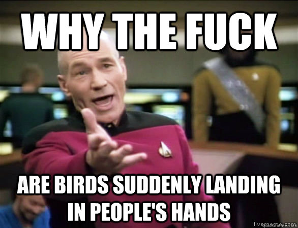 why the fuck are birds suddenly landing in people's hands   Annoyed Picard HD